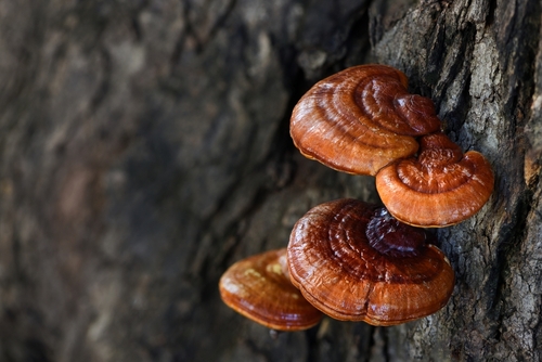 Reishi lesklokorka lesklá